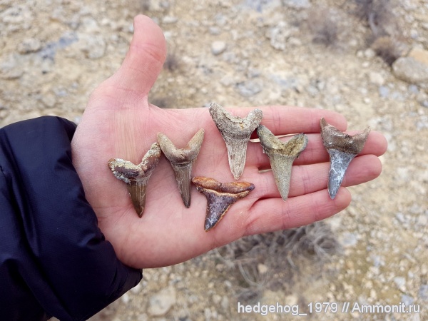 палеоген, олигоцен, Хаттский ярус