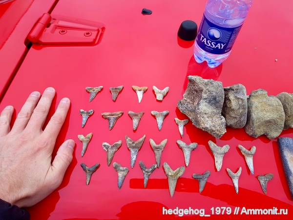 палеоген, олигоцен, Хаттский ярус