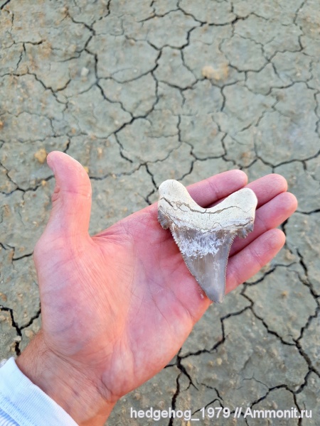 палеоген, эоцен, кайнозой, Otodus, бартон