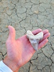 Зубы ископаемых акул Мангышлака