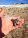 Зуб ископаемой акулы Otodus