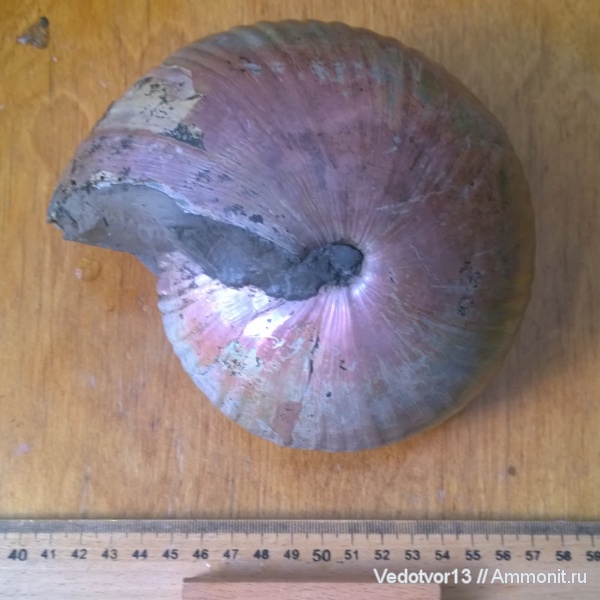 Cadochamoussetia, Cadochamoussetia subpatruus