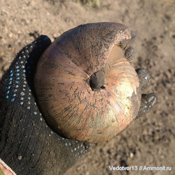 аммониты, юра, келловей, Cadochamoussetia, Нижегородская область, Cadochamoussetia subpatruus