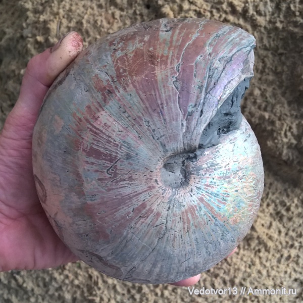 аммониты, келловей, средняя юра, Cadochamoussetia, Cadochamoussetia subpatruus, Нижегородские аммониты