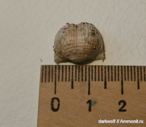 brachiopoda, Eomarginifera, Eomarginifera lobata