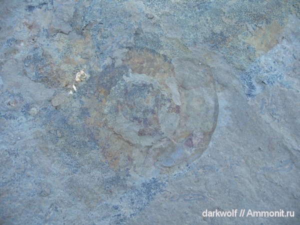 Uraloceras, Ammonoidea, cephalopoda