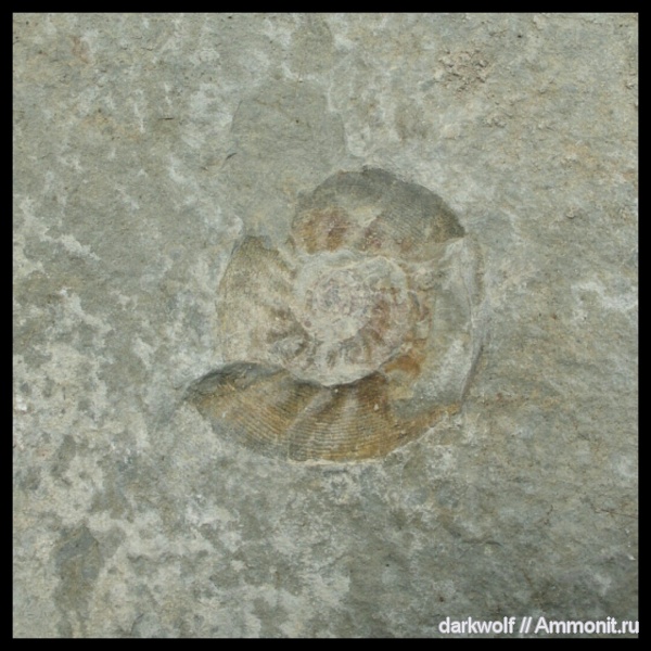 Uraloceras, Ammonoidea, cephalopoda