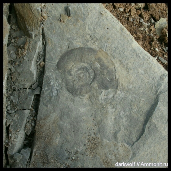 Uraloceras, Ammonoidea, cephalopoda