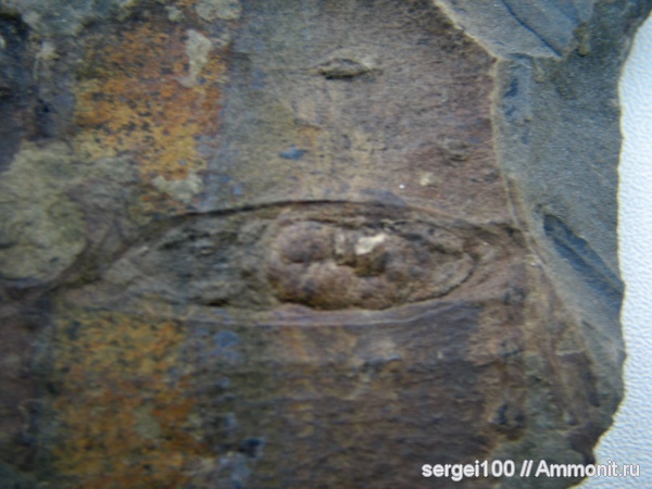 карбон, насекомые