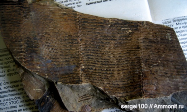 плауновидные, каменноугольный и пермский периоды