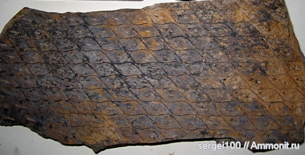 плауновидные, каменноугольный и пермский периоды