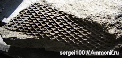 плауновидные, каменноугольный и пермский периоды