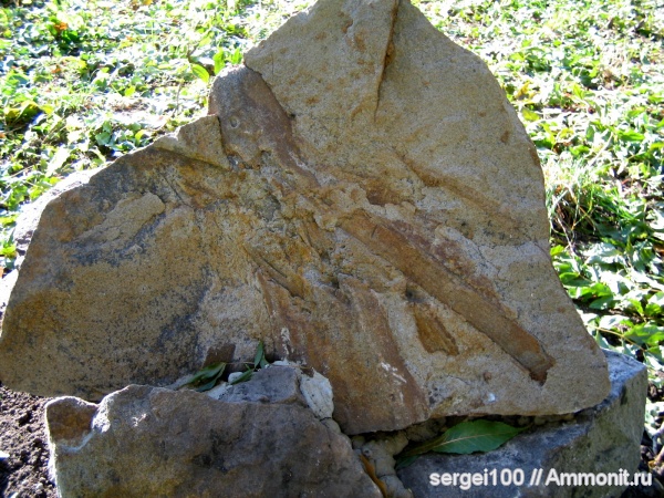 плауновидные, каменноугольный и пермский периоды