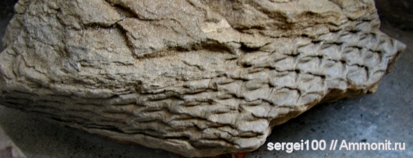 плауновидные, каменноугольный и пермский периоды