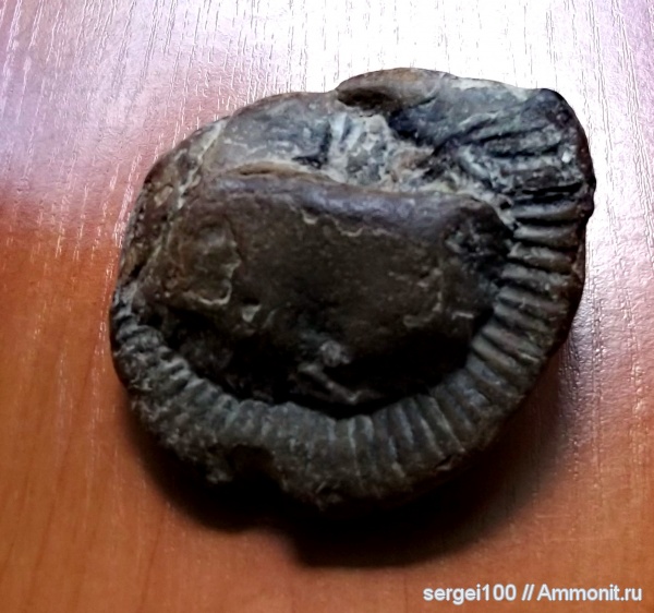 аммониты, головоногие моллюски