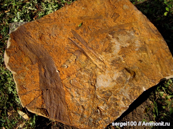 плауновидные, каменноугольный и пермский периоды