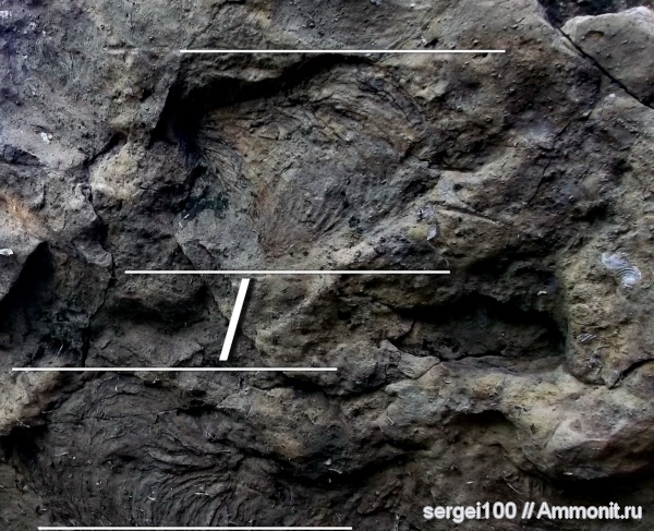 ихнофоссилии, Zoophycos