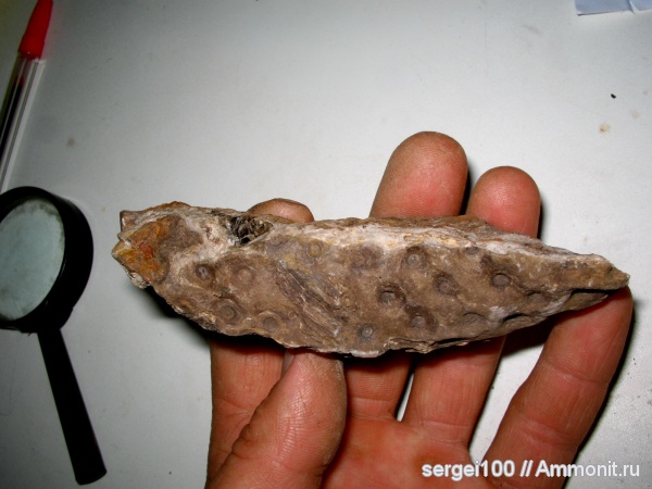 плауновидные, stigmaria, каменноугольный и пермский периоды