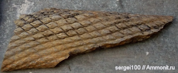 плауновидные, каменноугольный и пермский периоды