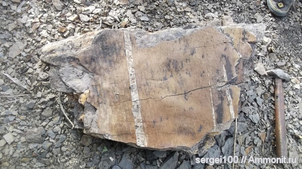 каменноугольный и пермский периоды