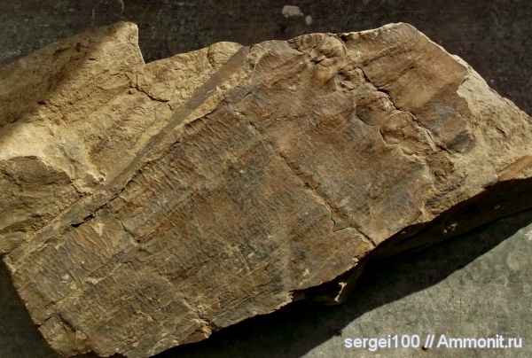 каменноугольный и пермский периоды