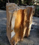 подарок музею окаменевший ствол дерева