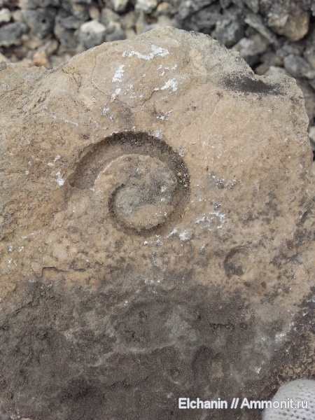 девон, головоногие моллюски