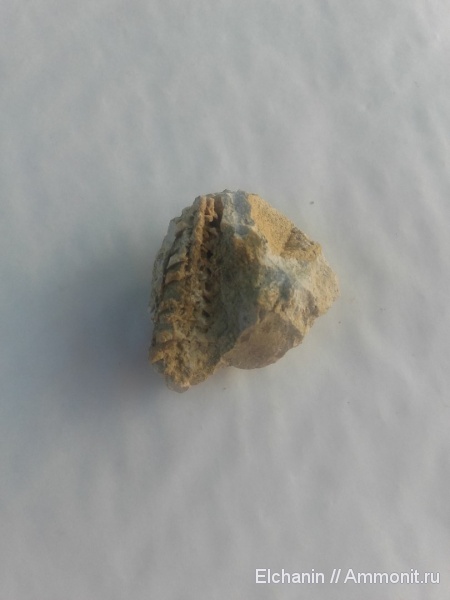 девон, головоногие моллюски