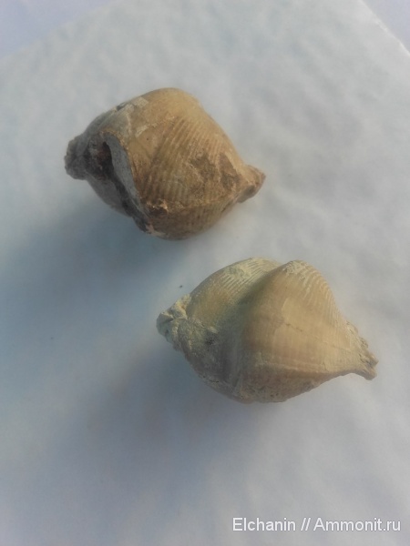 брахиоподы, девон, Cyrtospirifer