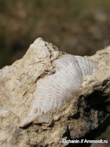 брахиоподы, девон, Cyrtospirifer