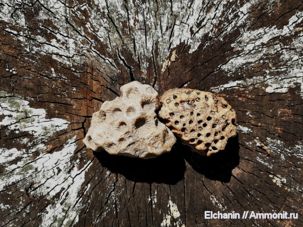 девон, кораллы, верхний девон, Rugosa