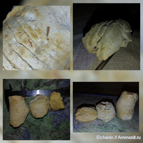 девон, наутилоидеи, головоногие моллюски, Mecynoceras