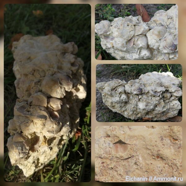 брахиоподы, девон, Ripidiorhynchus, Cyrtospirifer