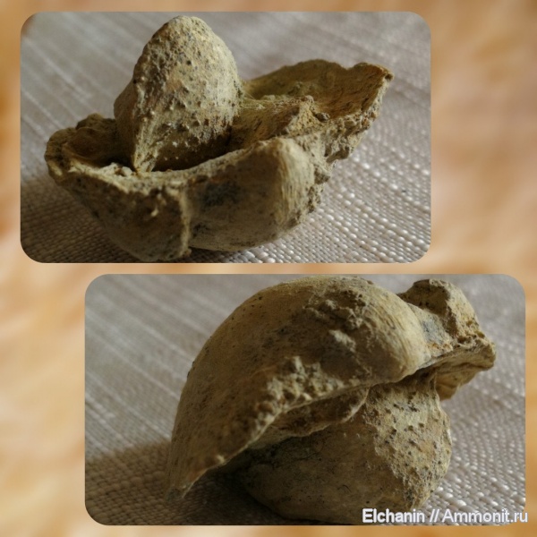 брахиоподы, девон, Productida, Productella