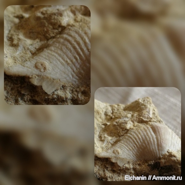 брахиоподы, девон, Cyrtospirifer, Microconchida, Epizoans, Palaeoconchus