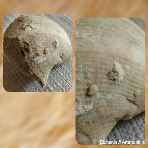 брахиоподы, девон, Cyrtospirifer, Microconchida, Stenopora, Epizoans, Palaeoconchus