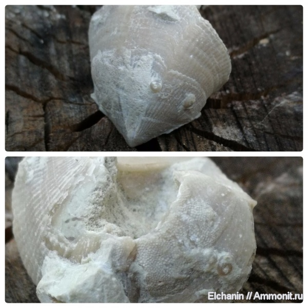 брахиоподы, девон, мшанки, Cyrtospirifer, Microconchida, Stenopora, Epizoans, Palaeoconchus