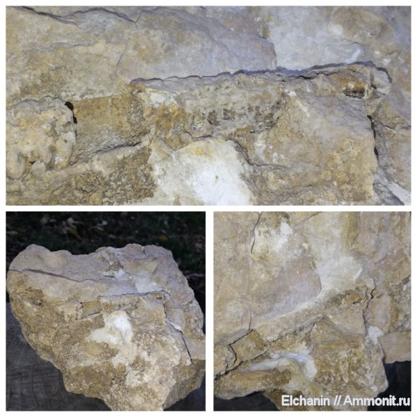 девон, наутилоидеи, головоногие моллюски