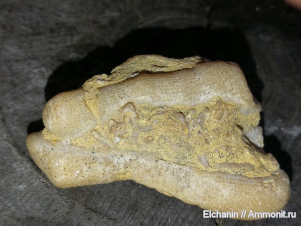 девон, кораллы