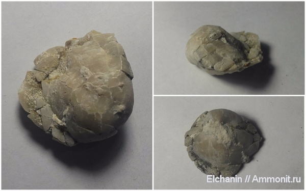 брахиоподы, девон, Athyris concentrica, Athyridida