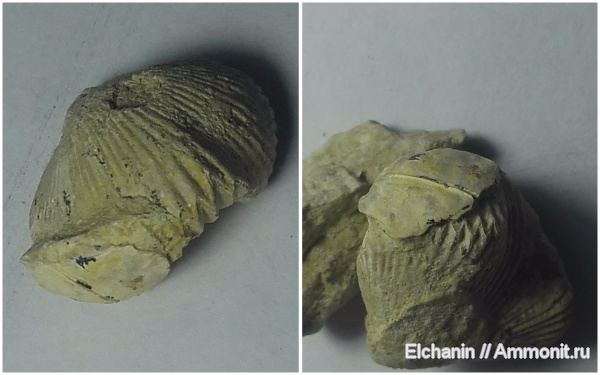 брахиоподы, девон, Ripidiorhynchus