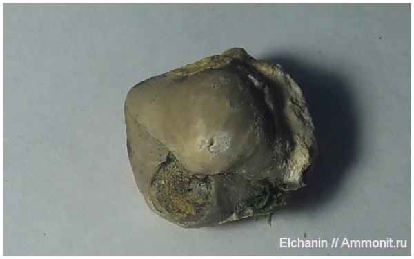 брахиоподы, девон, Athyris concentrica, Athyridida