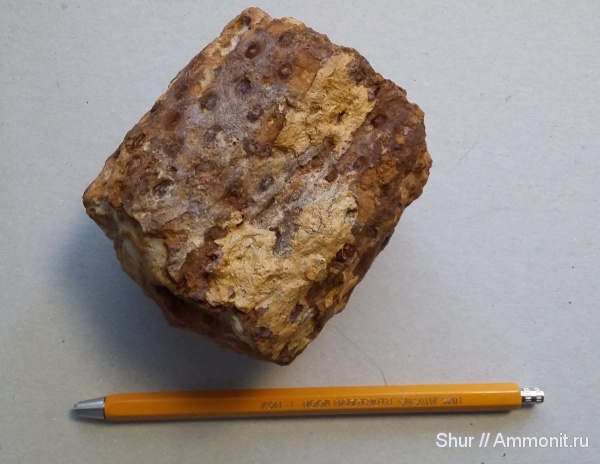 карбон, Россия, растения, палеозой, споровые, плауновидные, высшие растения, визейский ярус