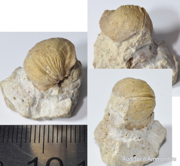 брахиоподы, ордовик, Strophomenida, ядро