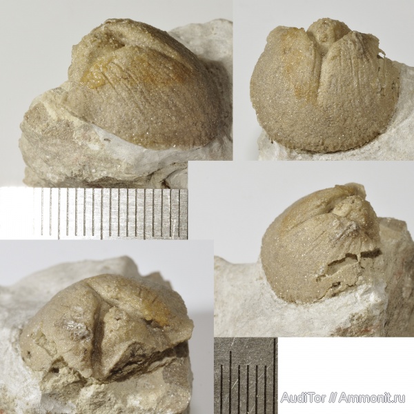 брахиоподы, ордовик, Clitambonites, ядро