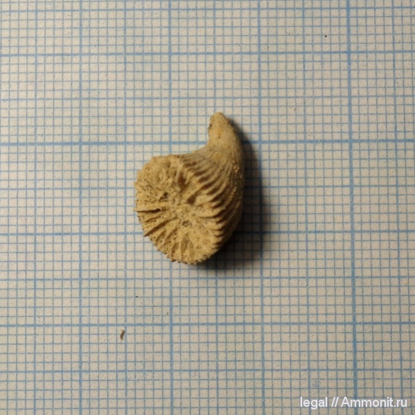 кораллы, Крым, Мичуринское, Айлянма-Кая