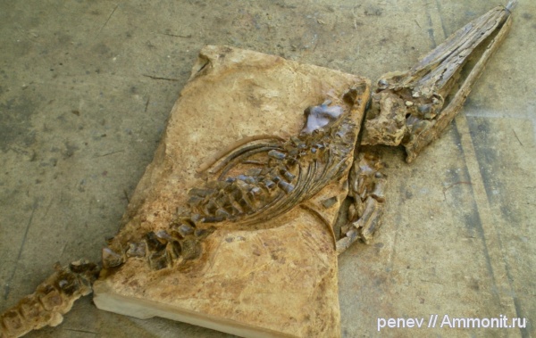 млекопитающие, киты, Cetotherium