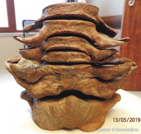 киты, Cetotherium, Cetotheridae