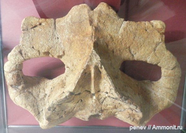 Cetotherium, Cetotherium sp, поздний миоцен, Варна, Булгария