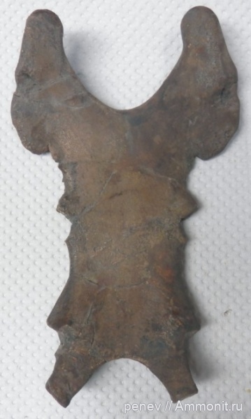 миоцен, Варна, Булгария, Kentriodon fuchsii